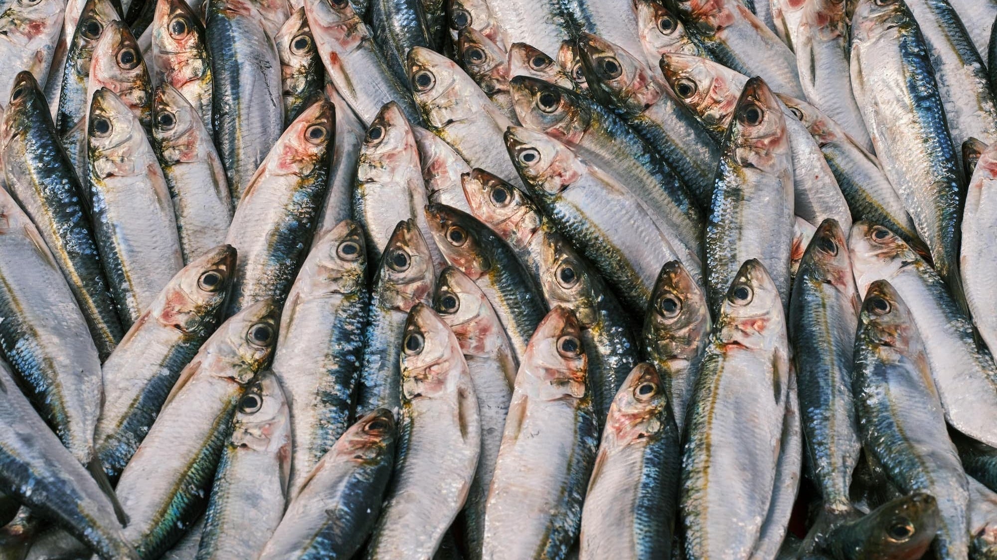 CATCH YOU LATER, SARDINES