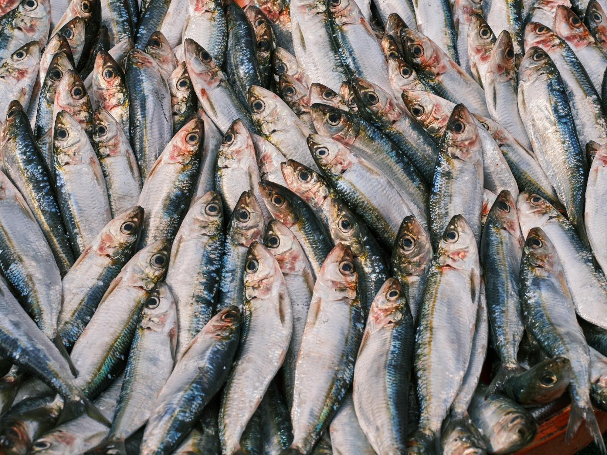 CATCH YOU LATER, SARDINES